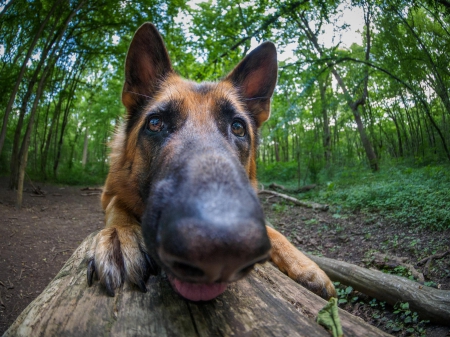 German shepherd - puppy, animals, lovely, pretty, puppys, beautiful, dog, animal, dogs, sweet, cute