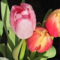 Tulip Heads