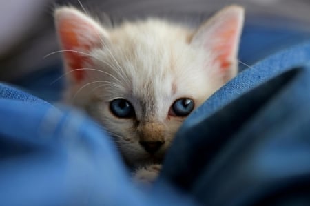 Cat - paws, face, pretty, cute, animals, beautiful, cat, sleeping, kitty, cats, kitten, hat, lovely, cat face