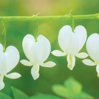 White Bleeding Heart