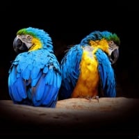 MACAWS