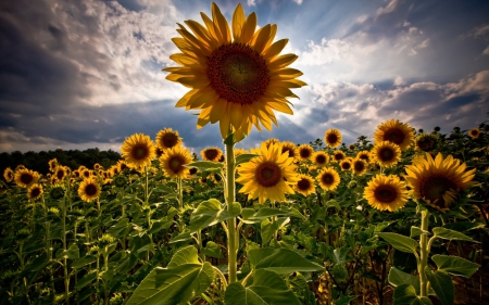 Sunflowers - sunflowrs, flowers, flower, sun