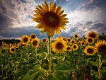 Sunflowers