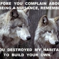 wolf wisdom