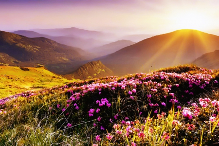 Mountain sunrise - glow, landscape, rays, beautiful, fiery, hills, amazing, grass, flwoers, sky, view, sunset, mist, nature, mountain, dazzling