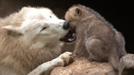 wolf and cub - saying, cub, wolf, howling, wolves, black, white, wisdom, wolf art, timber, canislupus, wallpaper