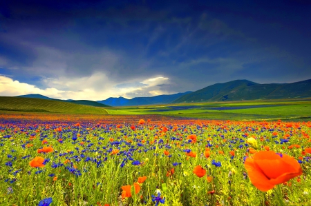 Field of flowers - pretty, carpet, summer, beautiful, landscape, grass, meadow, lovely, freshness, flowers, nature, field