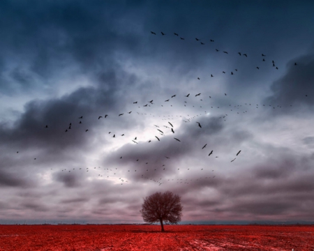 Red field - nature, sky, tree, field