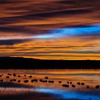 new mexico birds preserve lake at dawn