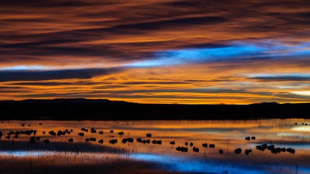 new mexico birds preserve lake at dawn - dawn, clouds, lake, birds