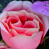 Macro Rose