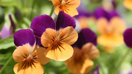 Purple and .. - flowers, beautiful, orange, purple