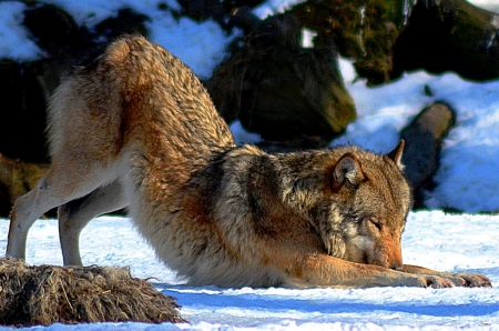 STRETCH OUT - snow, nature, animals, Wolf