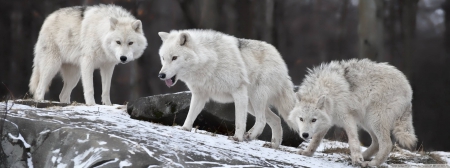 WHITE WOLVES - nature, White, animals, Wolves