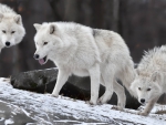 WHITE WOLVES