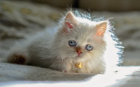 Fluffy Kitten ♥ - white cat, photogrpahy, white, kitten, cute, adorable, cat, kitty