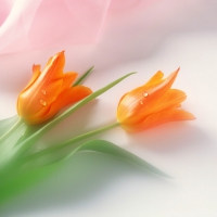 Frilled tulips in orange