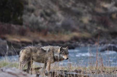 wolf - canislupus, wallpaper, black, wolf, wolves, white, wisdom, wolf art, timber, howling, saying