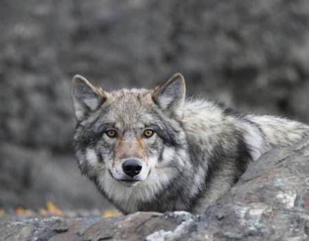 looking to me - saying, wolf, howling, wolves, black, white, wisdom, wolf art, timber, canislupus, wallpaper