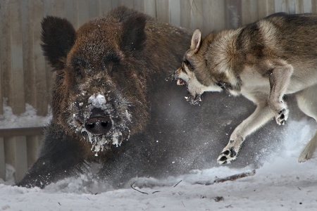 wolf vs boar - battle, wild boar, ficht, snow, wild animals