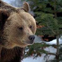 Brown bear