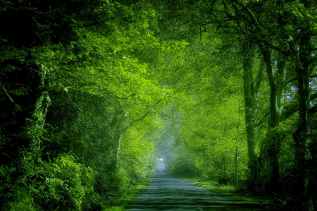 FOREST ROAD - nature, green, forest, road