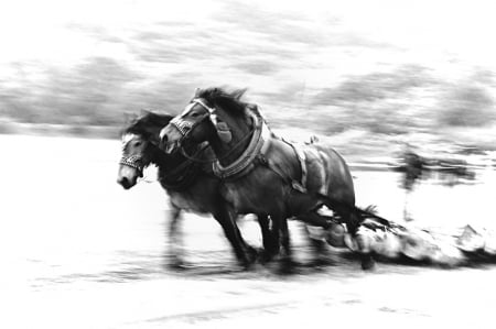 draft horses - draft horses, power, art, horse, wallpaper