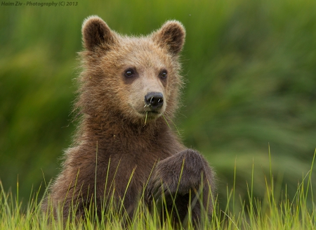 teddy - cub, art, brown bear, animal black, bear, wallpaper, polar