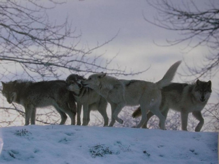 the pack - saying, wolf, howling, wolves, black, white, wisdom, wolf art, timber, canislupus, wallpaper