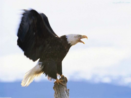 Bald Eagle - landing, raptor, nature, wings