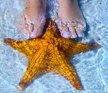 Starfish - starfish, nature, summer, splendor, sea