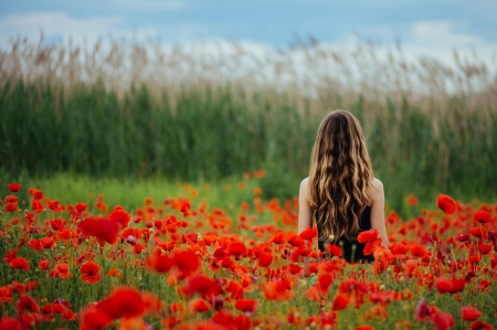 * FIELD * - nature, field, flowers, flower