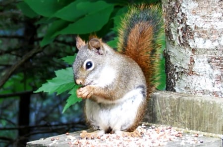 Red Squirrel - rock, eyes, tail, paws, leaves, fur, nose, nature, red, green, squirrel, animals