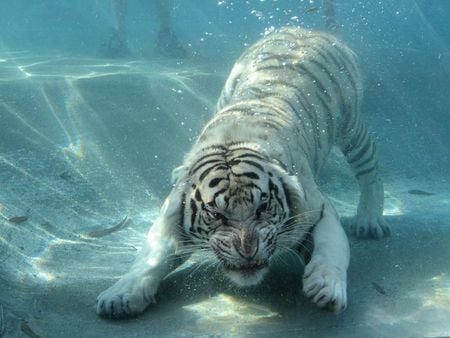 Angry cat - white, cat, blue, animals, water, tiger, angry