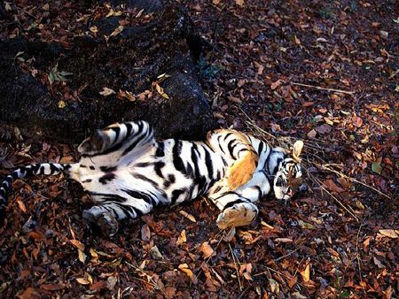 resting time - resting, tiger, time