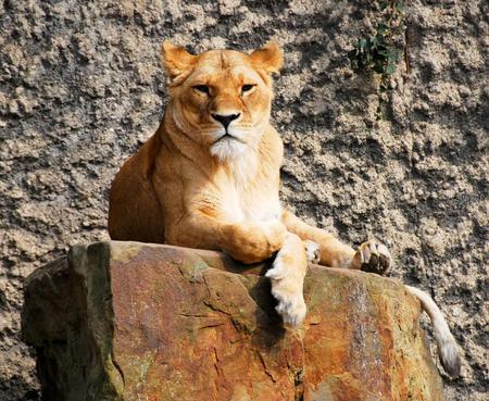 Lioness - lioness, animals, cat