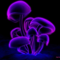 Purple Magic Mushrooms