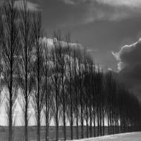 row of trees