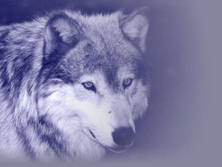 Wolf - wolves, animals