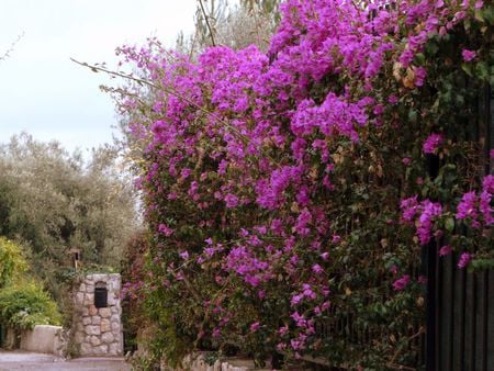 chemin de la madone noire - purple, flowers