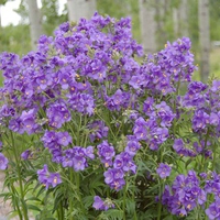 Purple flowers