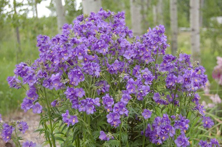 Purple flowers - purple, flowers