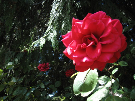 Red rose - flowers, roses