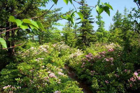 Forest - nature, forests