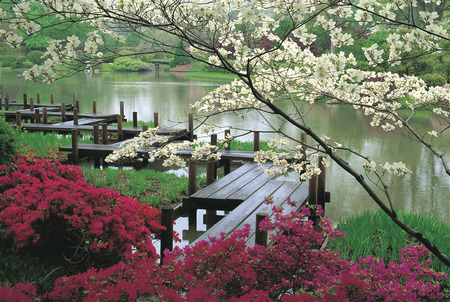 Japanese garden - nature, gardens