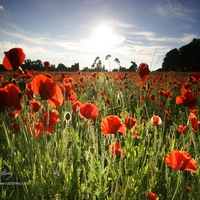 Red Poppy Field