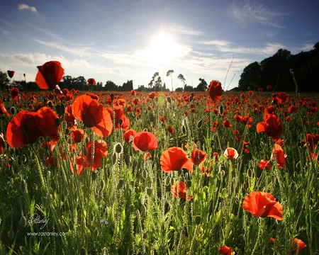 Red Poppy Field - field, flowers, red poppies