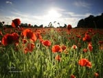 Red Poppy Field