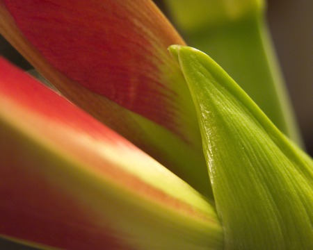 Flower - flower, nature, leave