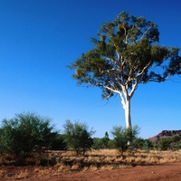 Ghost Gum Tree